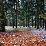 Holiday home Exclusive Group House In In The Forest